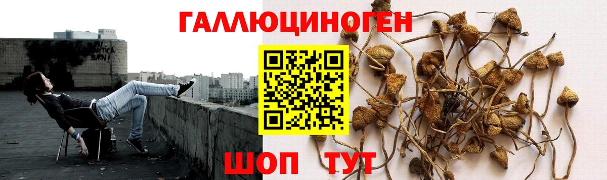 Псилоцибиновые грибы мицелий Бийск